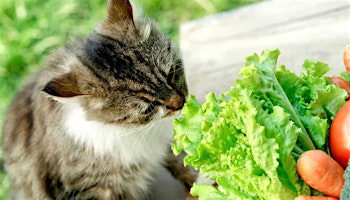 Healthy Cat Food