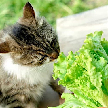 Healthy Cat Food