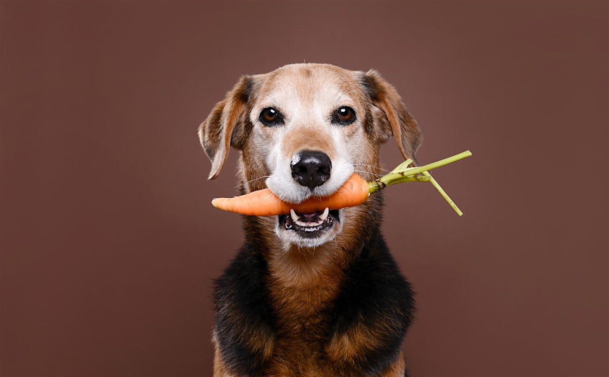 Premium Pet Food Ingredients