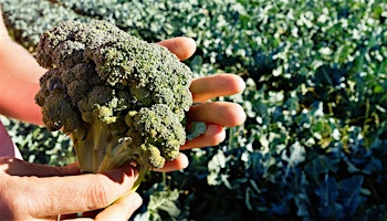 Broccoli Superfood