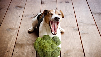 Healthiest Dog Food R