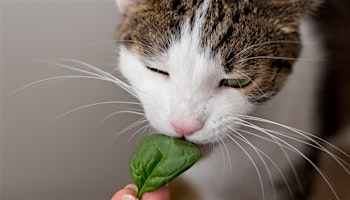 Pet Food Trends 2024