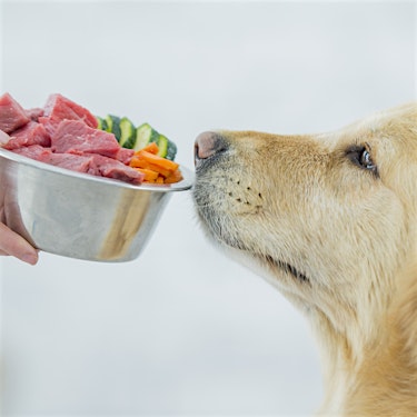Pet Food Trends for 2022