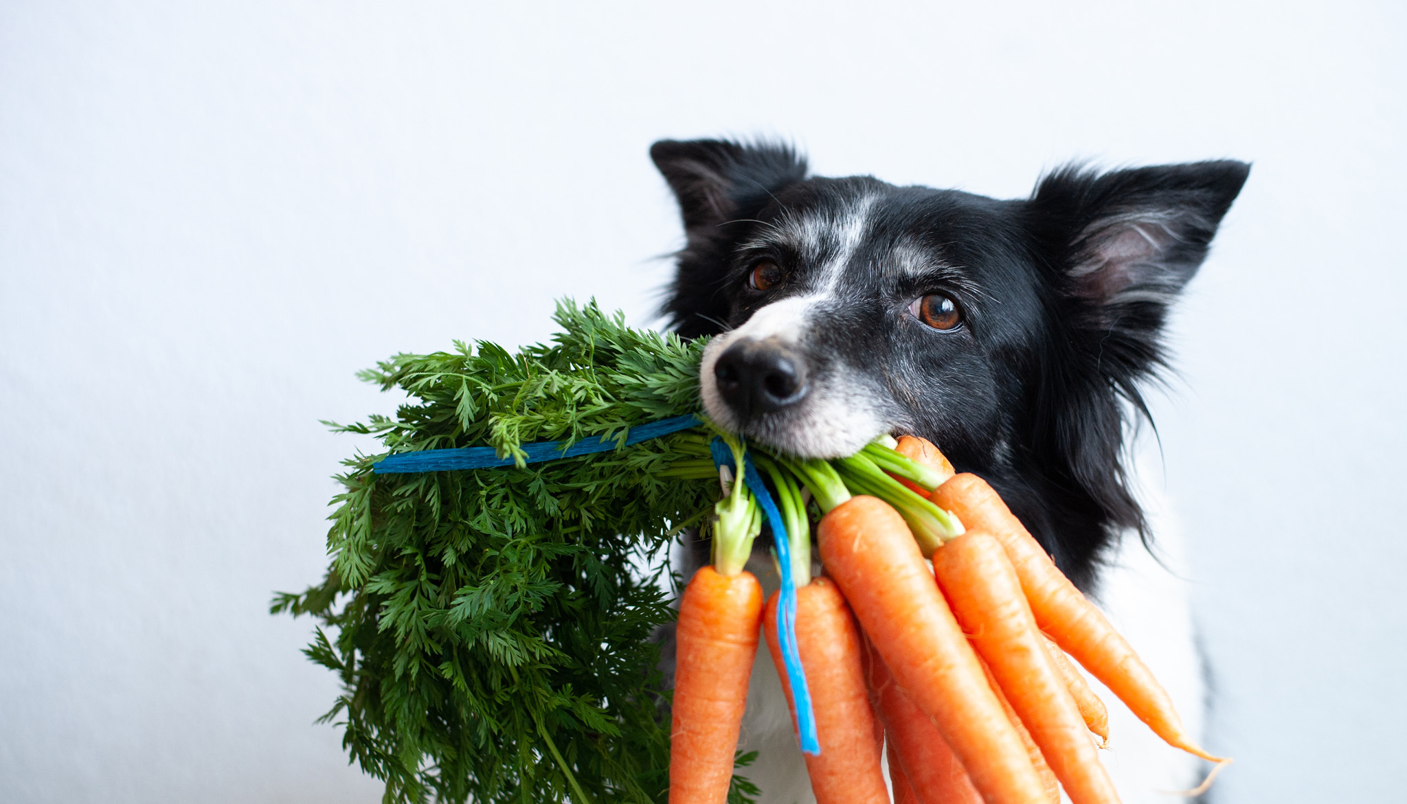 Vegetables good for clearance dog