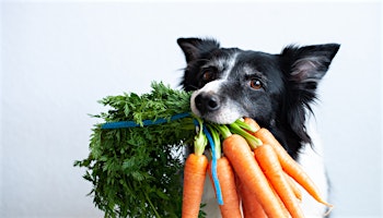 What Vegetables Are Good for Dogs
