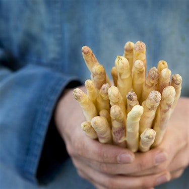 Asparagus White Hero
