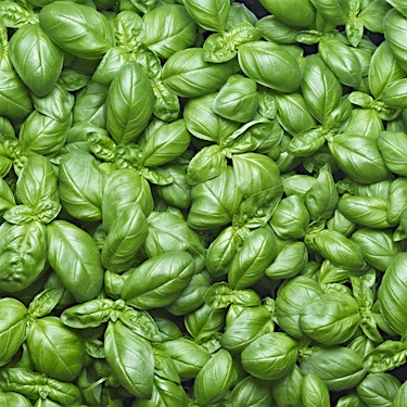 Basil Hero