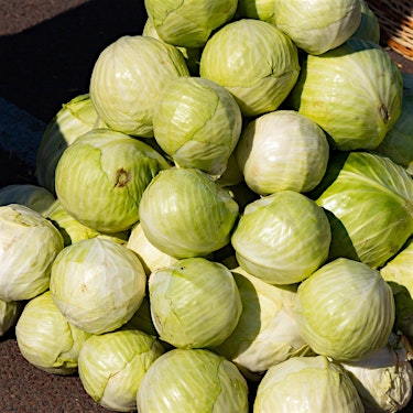 Cabbage White Hero