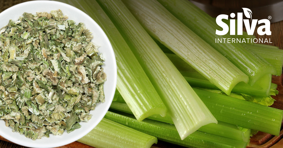 Celery Stalk Silva International