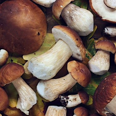 Mushrooms Boletus Luteus Hero