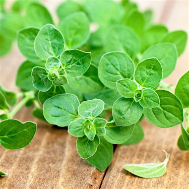 Oregano Hero