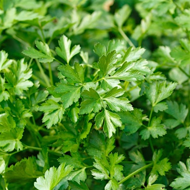Parsley Hero