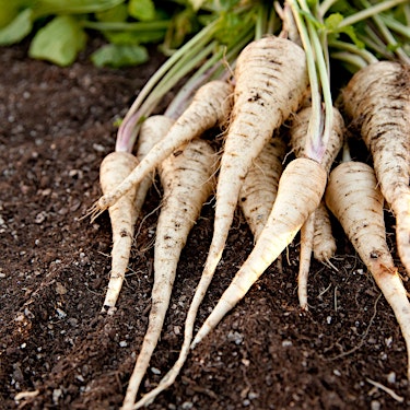 Parsnip Hero