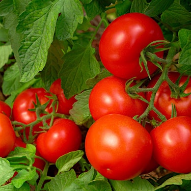 Tomato Hero
